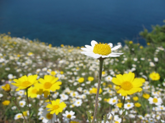 Florile de muşeţel din Grădina Maicii Domnului