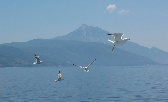 Pescăruşii bucuriei - The eagles of joy