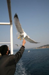 Loginos1 
Η αγάπη σε όλα τα πλάσματα του Θεού        The love in all creatures of  
2009-05-27 06:30:16