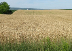 dule 
Златна житна поља у Срему 
2009-06-26 15:59:34