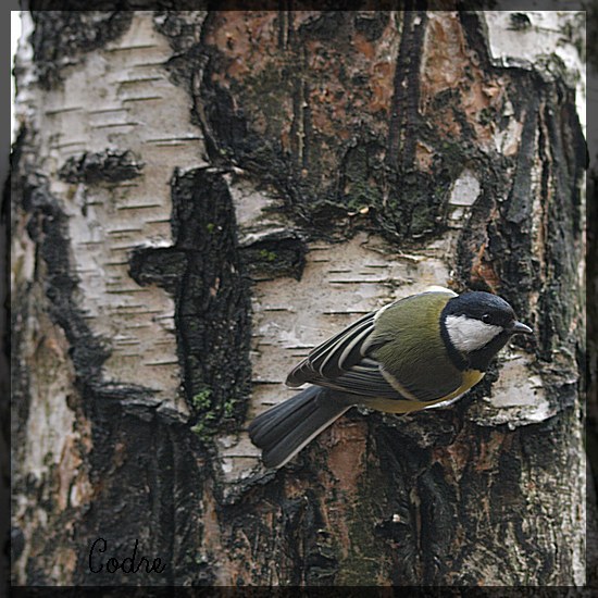 Cross and bird