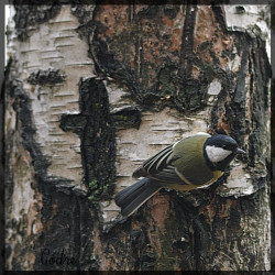 codre 
Cross and bird 
252 
2009-07-04 22:57:55