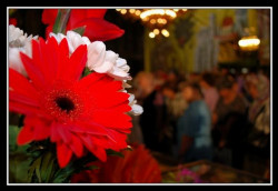 Timothey 
безмълвна красота/wordless beauty 
2009-07-13 14:52:51