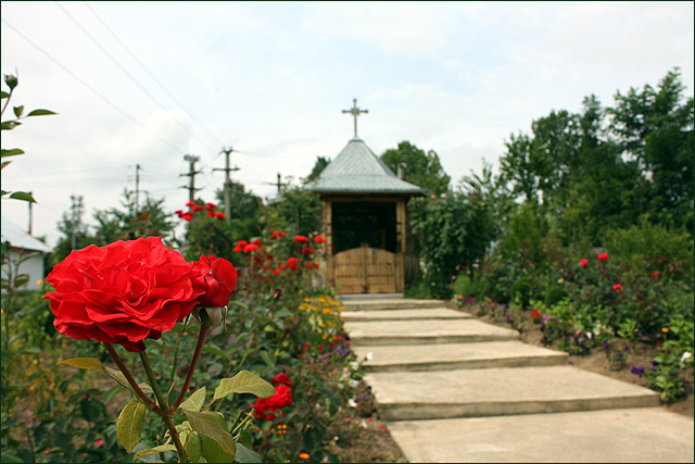 in the garden