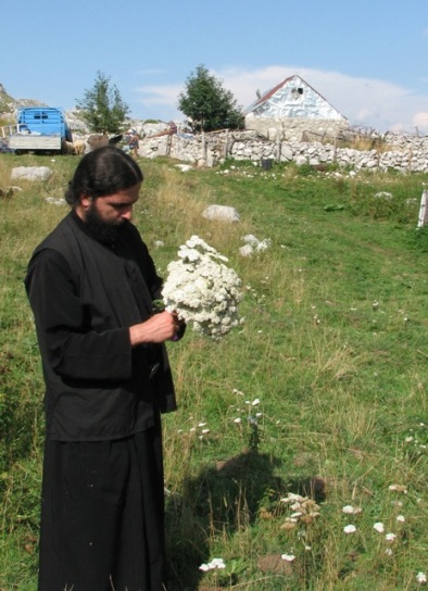 Берба Хајдучке траве