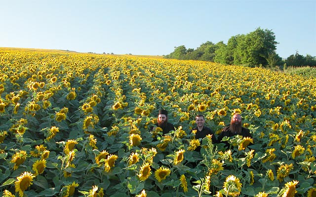 Sunflower