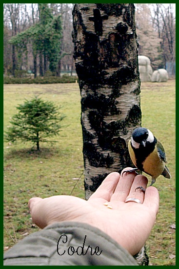 Cross and bird