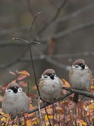 codre 
living creatures - vietuitoare 
2010-03-25 21:29:42