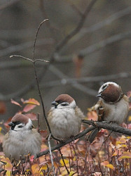 codre 
living creatures - vietuitoare 
2010-03-31 15:46:23