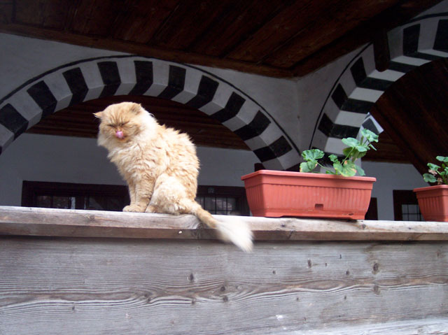 Манастирския котарак - Рилски ман. / The monastery cat - Rila monastery