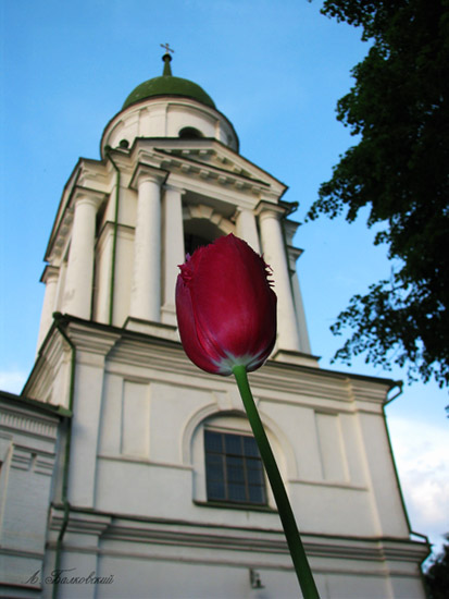 Тюльпан