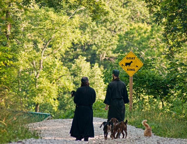 Walking Goats