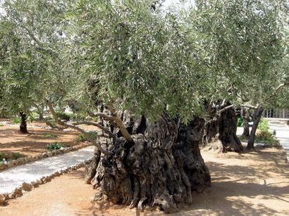 Gethsemane Garden