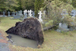orthodoxy_77 
Гробље после олује!!!!! 
2010-10-01 11:00:07
