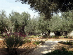 Mitrut Popoiu 
Gethsemane Garden 
2010-10-23 23:23:57