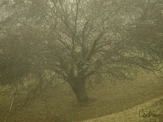 Cross and tree