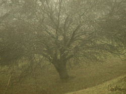 codre 
Cross and tree 
2010-12-06 10:17:43