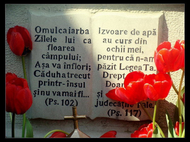 "Omul ca iarba, zilele lui ca floarea câmpului; aşa va înflori." (Ps. 102)