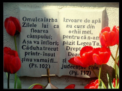 elenna 
"Omul ca iarba, zilele lui ca floarea câmpului; aşa va înflori." (Ps. 102) 
2011-02-03 20:03:44