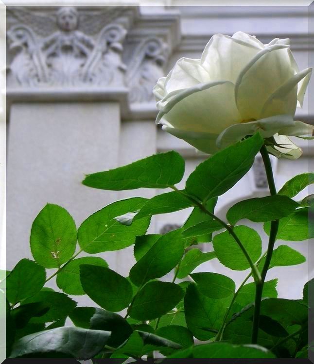 ANGEL & ROSE