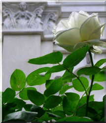 Nikolay_BG 
ANGEL & ROSE 
2011-06-02 07:19:20