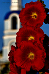 Evgen_55 
Троица 
2011-07-07 17:20:35