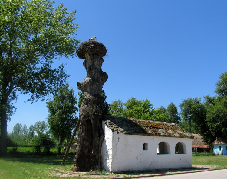 KOVILJ - sv.PETKA