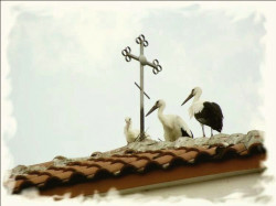 Nikolay_BG 
Троица 
111 
2011-08-10 23:08:38