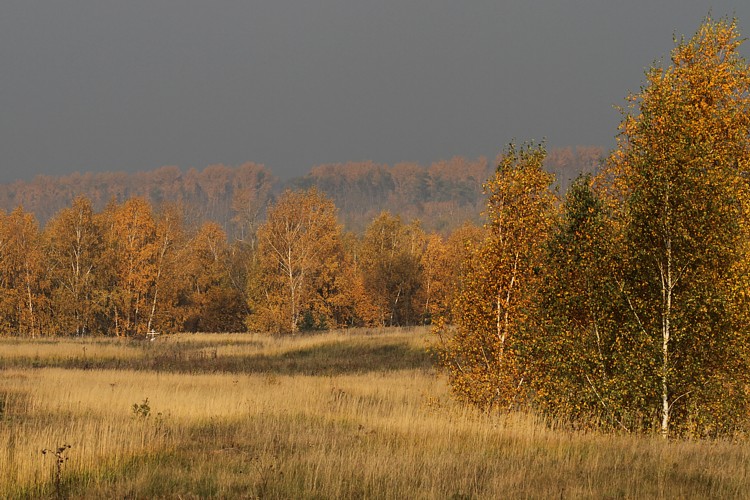 Край осеннего погоста