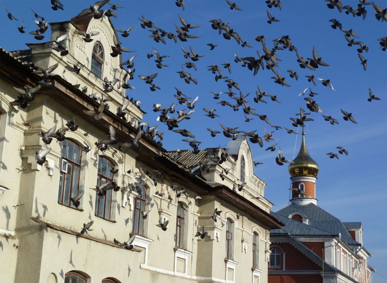 Ludi biżat u Poczaiw...gołubi litiat u Poczaiw :)