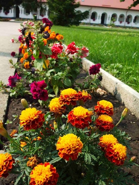 Florile ingrijite de maicutele de la Manastirea Ghighiu