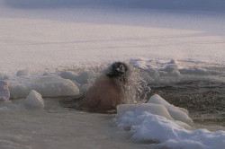 kcenia.belova 
Во Иордане крещающуся Тебе Господи... 
2012-01-23 20:03:24