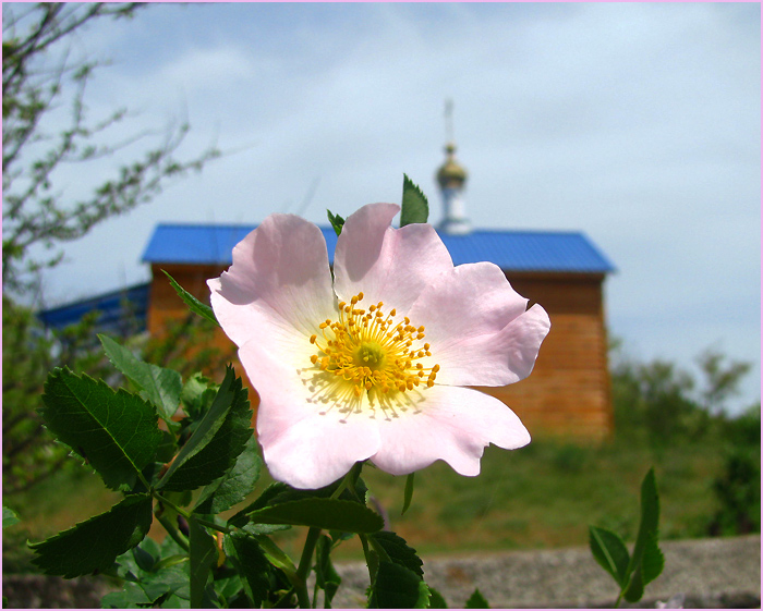 Шиповник