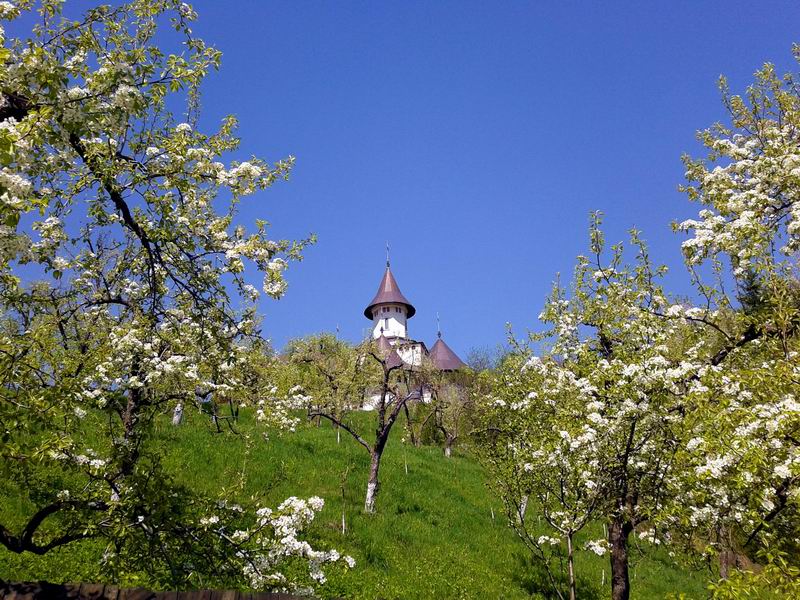 Cherry blossoms at Pângăraţi Monastery