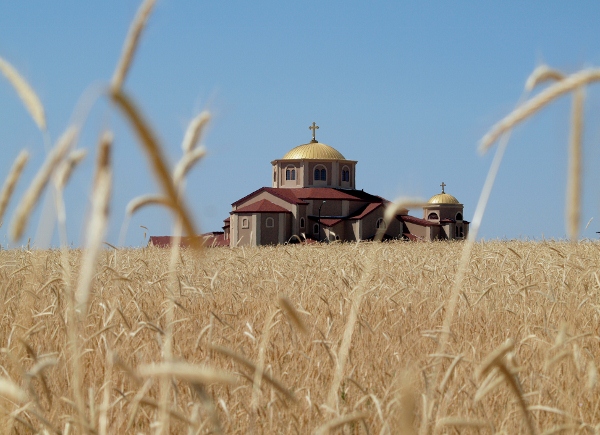 St Luke in the Wheat Field