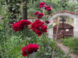 Nikolaj_BG 
Cross & Roses 
2012-07-08 10:56:29