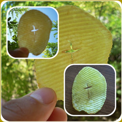 bozur 
Крст у чипсу / Cross in the chips 
2012-10-01 16:52:55
