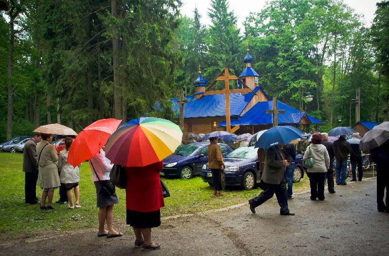 Krynoczka w Puszczy Białowieskiej