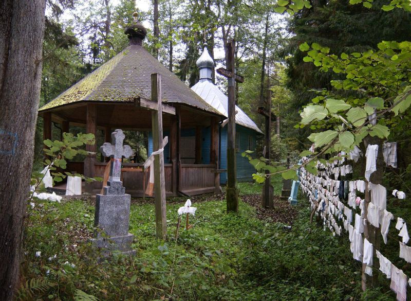 Krynoczka jesienna