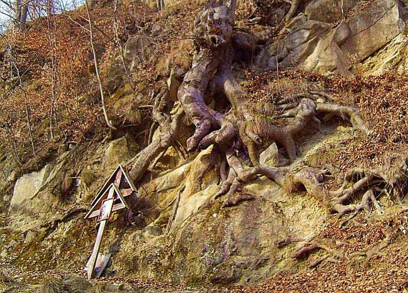 Roots