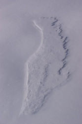 navzar 
wing of an angel 
2013-01-04 07:21:40