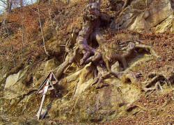 nidacov 
Roots 
2013-01-30 15:43:26