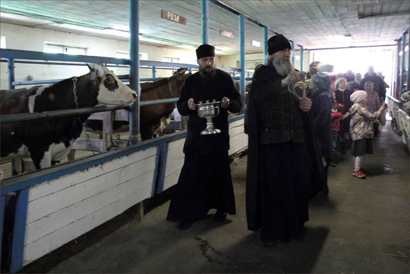 День памяти св. Георгия Победоносца. Молебен на скотном дворе