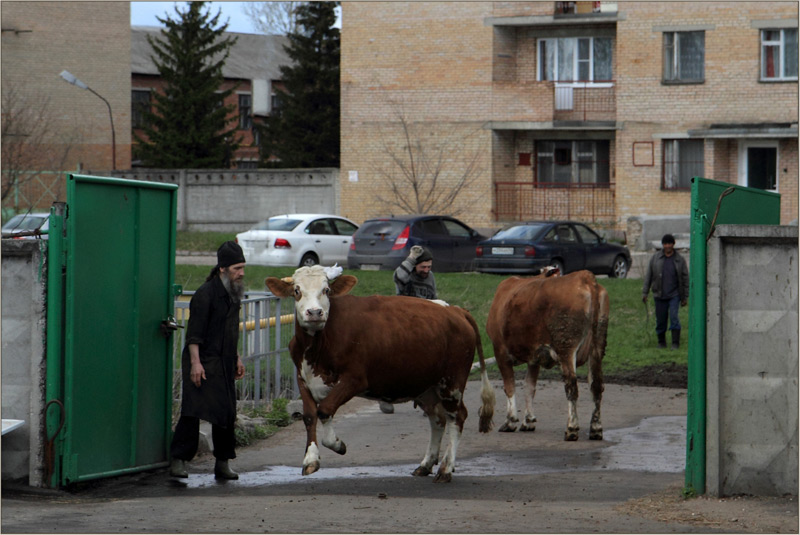 День памяти святого Георгия Победоносца . Выгон стада на пастбище