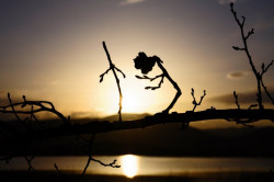 buera 
 
2013-05-24 11:55:57