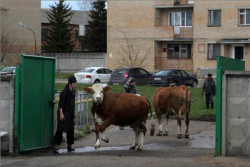 tolmargarita 
День памяти святого Георгия Победоносца . Выгон стада на пастбище 
2013-05-24 20:36:47