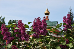 tolmargarita 
{Христос Воскресе! 
2013-06-01 19:47:39