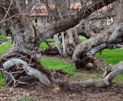 _Katarina_ 
Дуд у Пећкој патријаршији 
2013-10-11 14:32:19