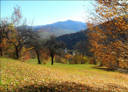ursiy 
Late autumn light... 
2013-11-14 21:10:55