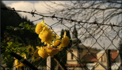 pajo 
манастир Троноша 1 
2013-11-17 16:50:19